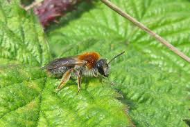 Attēlu rezultāti vaicājumam “Andrena haemorrhoa female”