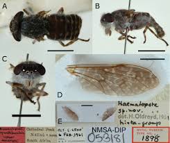Attēlu rezultāti vaicājumam “Haematopota sp.”