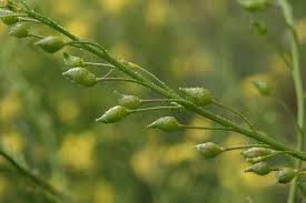 Attēlu rezultāti vaicājumam “Bunias orientalis bud”