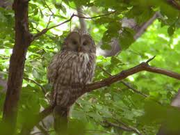 Attēlu rezultāti vaicājumam “Strix uralensis”