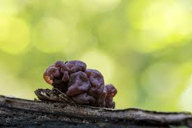 Attēlu rezultāti vaicājumam “Ascotremella faginea”