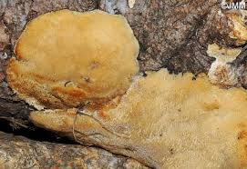 Attēlu rezultāti vaicājumam “Dichomitus campestris”