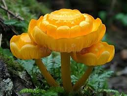 Attēlu rezultāti vaicājumam “Trollius europaeus fruit”