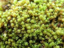 Attēlu rezultāti vaicājumam “Aloina rigida”