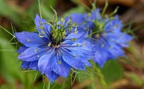 Image result for Nigella damascena