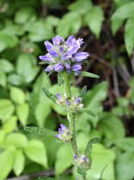 Attēlu rezultāti vaicājumam “Campanula cervicaria bud”