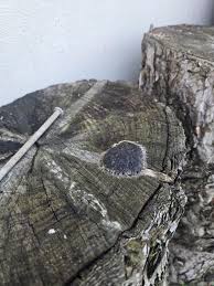 Attēlu rezultāti vaicājumam “Lycogala fuscoolearium”