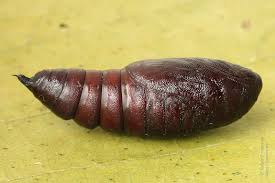 Attēlu rezultāti vaicājumam “Mniotype satura”