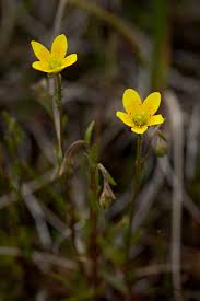 Attēlu rezultāti vaicājumam “Saxifraga hirculus flower”