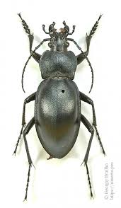 Attēlu rezultāti vaicājumam “Carabus glabratus”