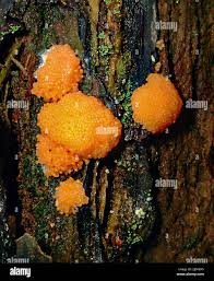 Attēlu rezultāti vaicājumam “Ceratiomyxaceae”