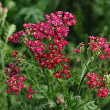 Attēlu rezultāti vaicājumam “Achillea millefolium flower”