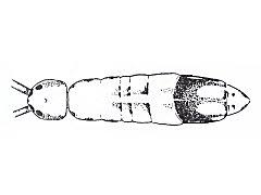 Attēlu rezultāti vaicājumam “Orchesella flavescens”