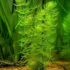 Attēlu rezultāti vaicājumam “Myriophyllum spicatum”