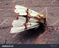 Attēlu rezultāti vaicājumam “Staurophora celsia”