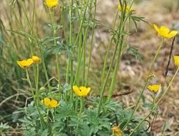 Attēlu rezultāti vaicājumam “Ranunculus polyanthemos”