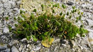 Attēlu rezultāti vaicājumam “Funaria hygrometrica”