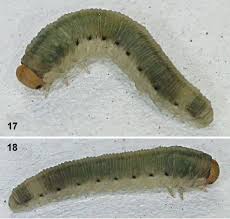 Attēlu rezultāti vaicājumam “Pristiphora maesta larva”