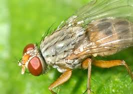 Attēlu rezultāti vaicājumam “Muscidae”