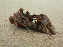 Attēlu rezultāti vaicājumam “Autographa pulchrina”