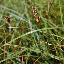 Attēlu rezultāti vaicājumam “Carex disticha”