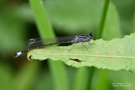 Attēlu rezultāti vaicājumam “Ischnura elegans”