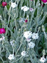 Image result for Lychnis coronaria alba