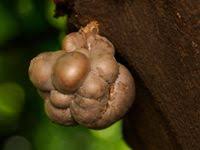 Attēlu rezultāti vaicājumam “Lycogala flavofuscum”