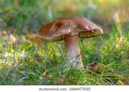 Attēlu rezultāti vaicājumam “Trachyspora intrusa”