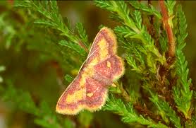 Attēlu rezultāti vaicājumam “Idaea muricata”