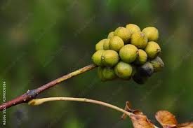 Attēlu rezultāti vaicājumam “Phellodendron amurense fruit”