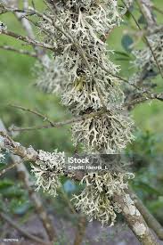 Attēlu rezultāti vaicājumam “Evernia prunastri”