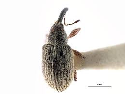 Attēlu rezultāti vaicājumam “Anthonomus phyllocola”