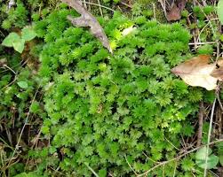 Attēlu rezultāti vaicājumam “Rhodobryum roseum”