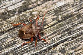 Attēlu rezultāti vaicājumam “Picromerus bidens”