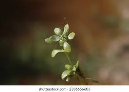 Attēlu rezultāti vaicājumam “Callitriche verna flower”