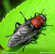 Attēlu rezultāti vaicājumam “Clitellaria ephippium”