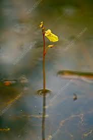 Attēlu rezultāti vaicājumam “Utricularia minor flower”