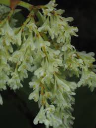 Attēlu rezultāti vaicājumam “Reynoutria sachalinensis flower”