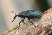 Attēlu rezultāti vaicājumam “Magdalis sp.”