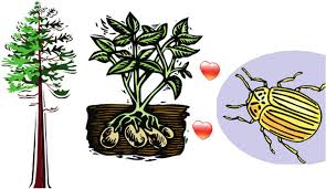 Attēlu rezultāti vaicājumam “Strongylosoma pallipes”