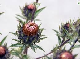 Attēlu rezultāti vaicājumam “Carlina biebersteinii leaf”