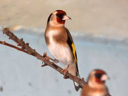 Attēlu rezultāti vaicājumam “Carduelis carduelis”