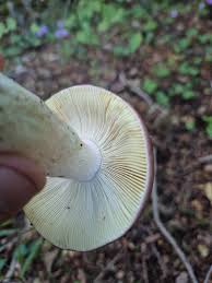 Attēlu rezultāti vaicājumam “Russula vesca”