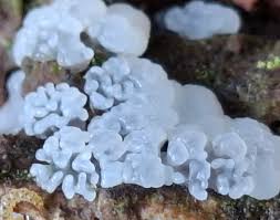 Attēlu rezultāti vaicājumam “Ceratiomyxa fruticulosa plasmodium”