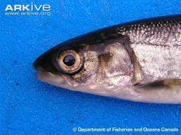 Image result for Coregonus huntsmani