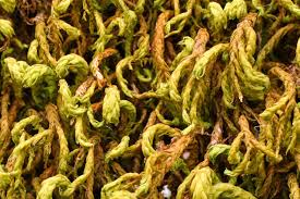 Attēlu rezultāti vaicājumam “Anomodon attenuatus”