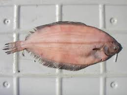 Image result for Glyptocephalus cynoglossus