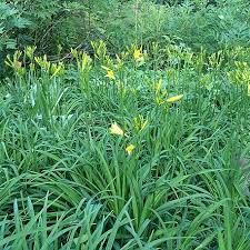 Attēlu rezultāti vaicājumam “Hemerocallis lilioasphodelus”