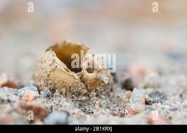 Attēlu rezultāti vaicājumam “Geopora arenicola”